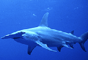 Great hammerhead shark - Photo: Yves Lefevre