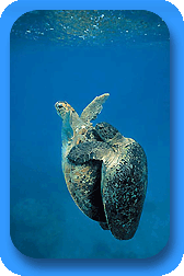 Dancing turtles - Photo: Yves Lefevre